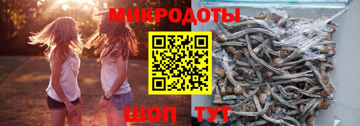 Галлюциногенные грибы Psilocybine cubensis Ленинск-Кузнецкий